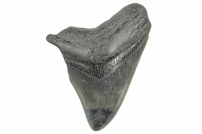 Partial Megalodon Tooth - South Carolina #320714